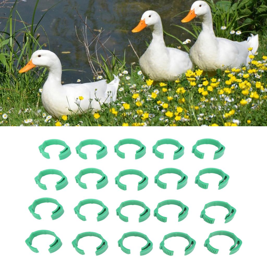 100pcs Chicken Identification Leg Bands Clip On Bands for Geese Pigeons Green