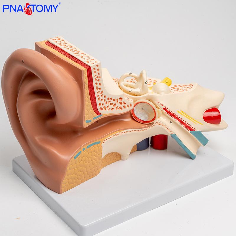 Comprehensive Ear Anatomy Model: Outer, Middle & Inner Ear Parts for Medical Teaching PNT-0670