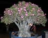 5 semen ADENIUM ARABICUM "Růže pouště" čerstvá semena