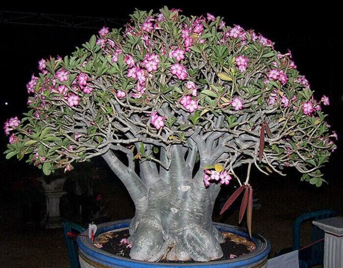 5 semen ADENIUM ARABICUM "Růže pouště" čerstvá semena