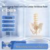 Yibaike Human Pelvis and Lumbar Spine Model