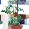 100/20x Plant Stakes Garden Green Single Stem Plant Support Stakes Sticks for Indoor Outdoor Vine Climbing Bracket Gardening