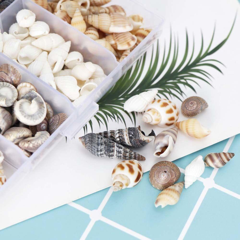 Shell Pendant Natural Sea Shells Non Porous Scallop Mini Conch Home
