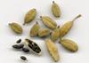 SAFLAX Garden In the Bag - Cardamom - 20 Seeds - With Substrate In a Fitting Stand Up Bag - Elettaria Cardamomum