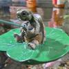 Resin Turtles And  Fish Tanks    Friendly Decorative Art For Aquarium Habitat
