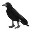 HANSA BH 6266 HANSA Crow 31