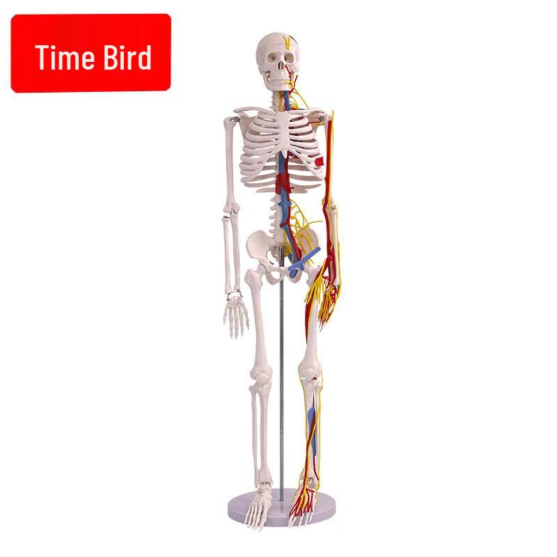 Human Anatomy Skeleton Model with Heart and Vessels