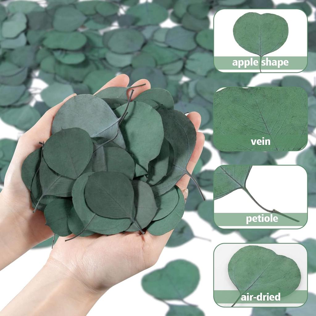 300PCS+ Real Eucalyptus Leaves for Shower - Sukh Dried Eucalyptus Leaves for Shower Fresh Shower Plant Eucalipto Para Decoracion Preserved Flower