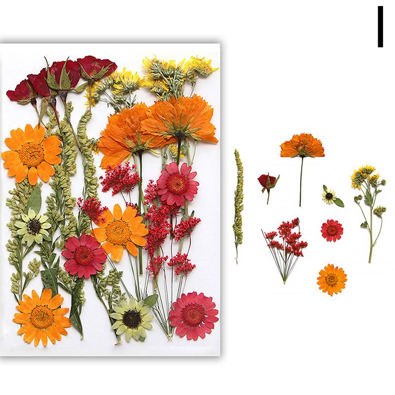 Dried Flowers Real Natural Plant Pressed Flower For Epoxy Resin Filling DIY Nail Art Handicrafts Jewelry Making Craft