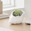 3D Printed Conch Flower Pot Moisture-Resistant Mini Planter with Wavy Edge And Drain
