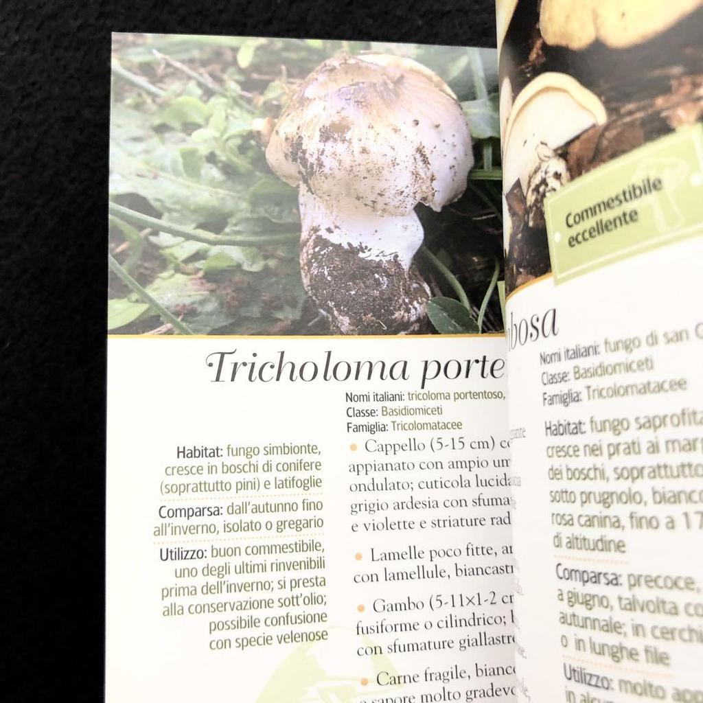 [USED] Two Mushroom Encyclopedias: "Funghi" and "Funghi Del Bosco" In Italian