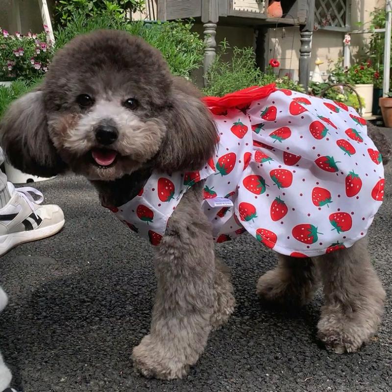 Pet Dog Dress with Printed Knot, Cute Chihuahua Princess Skirts, Pet Dress for Small and Medium Dogs, Dog Wedding Dresses, York Clothes
