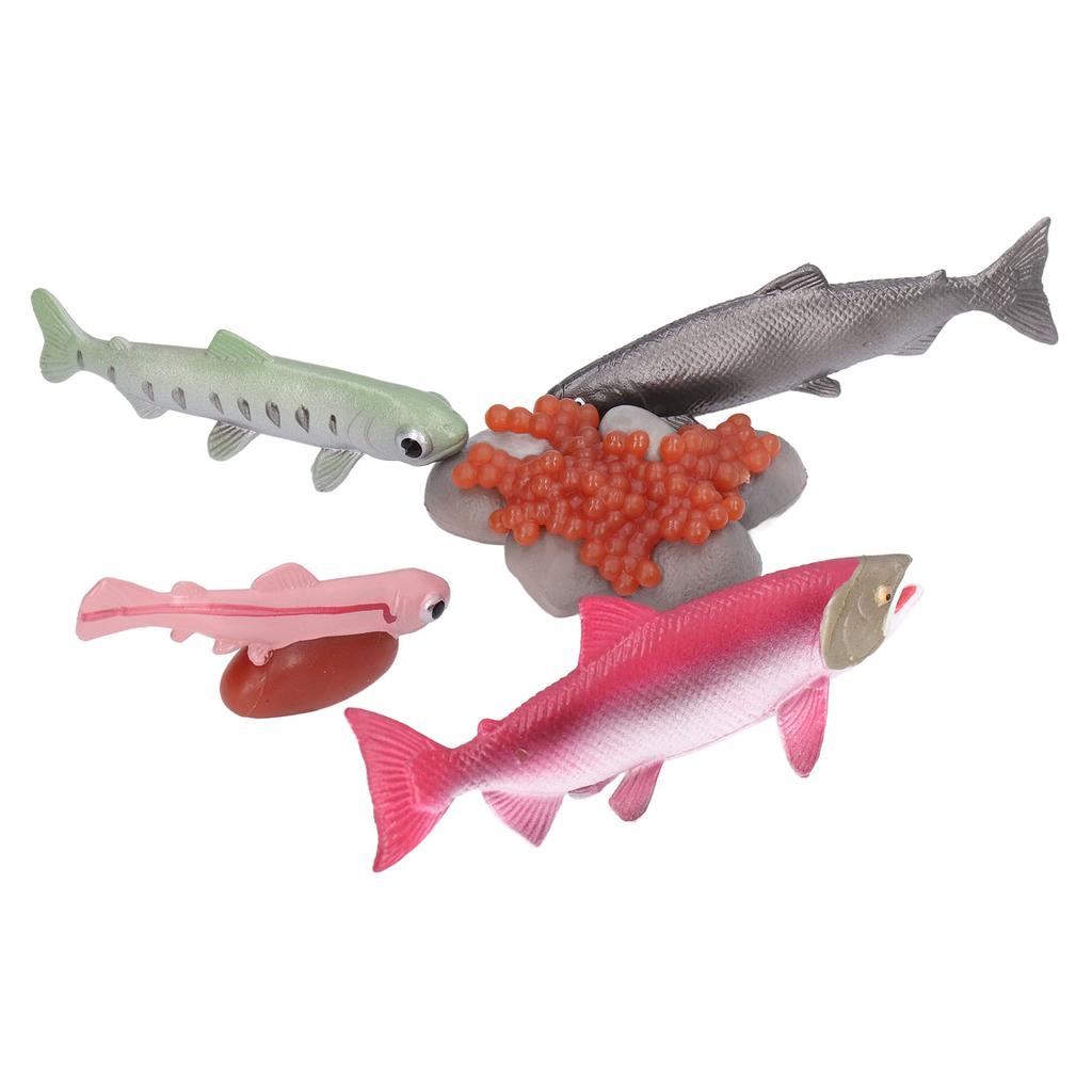 Growth Cycle Model Vinyl Material Safe Odorless Vivid Real Salmon Animal Life Cycle Model for Above