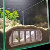 Nascondiglio Habitat Terrario Arco Rifugio Sicuro Casetta per Allevamento Animali Domestici Decorazione Habitat Accessori Rettili Anfibi
