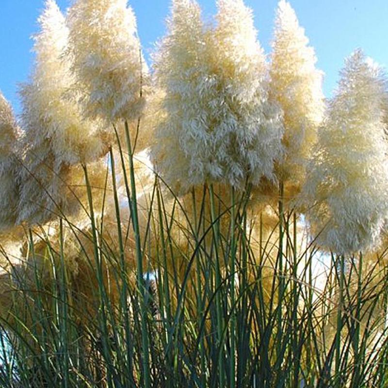 Жасырын камерамен түсірілген үй порносы