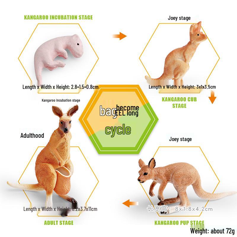 Animal Growth Cycle Models: Chicken, Duck, Goose, Butterfly, Turtle, Frog Montessori Teaching Figurines