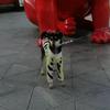 Turtleneck Pet Sweater Autumn and Winter Comfortable Thicken Soft Dogs Jacket Warm High Quality Pets Products Supplies