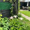 Peony Cage, Plant Support Cage with Four Legs, Heavy-Duty Metal Plant Support Ring for Roses Tomatoes Cucumbers Hydrangeas