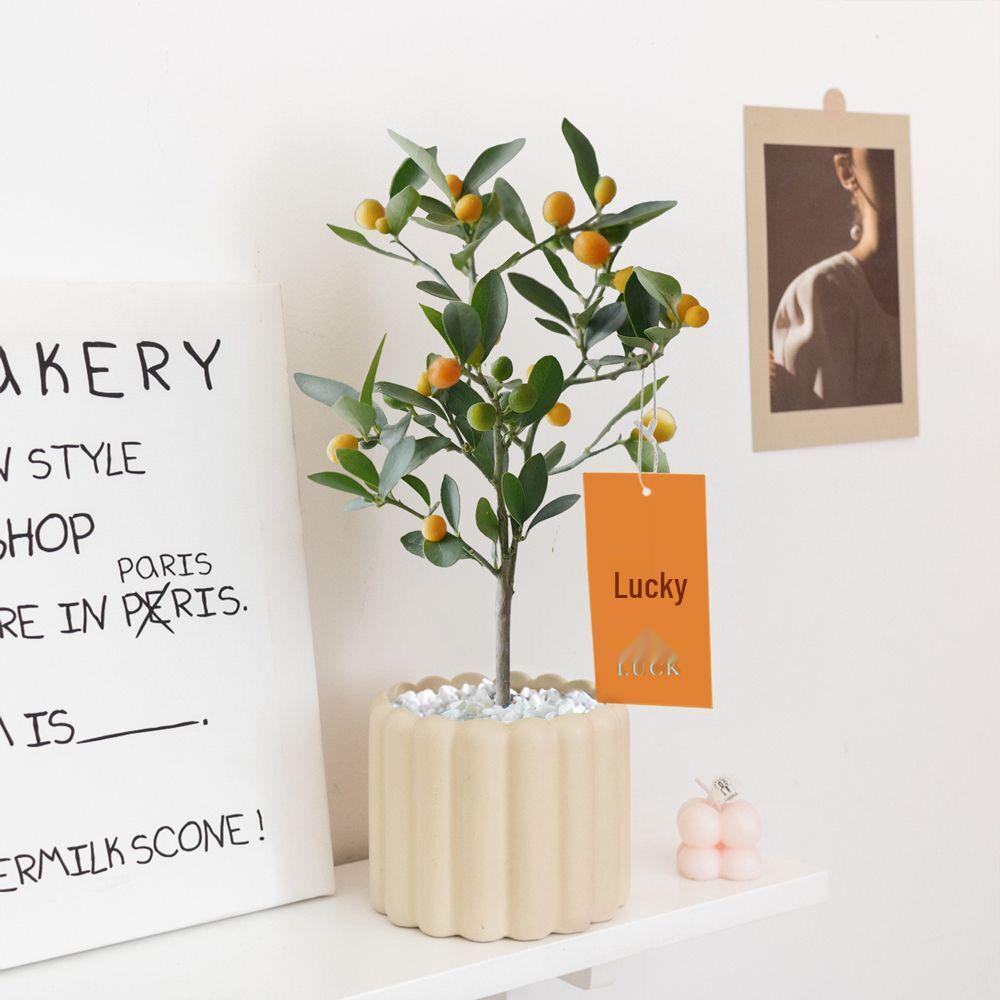 Nordic Ceramic Orchid Vase - Light Luxury Style for Small Plants