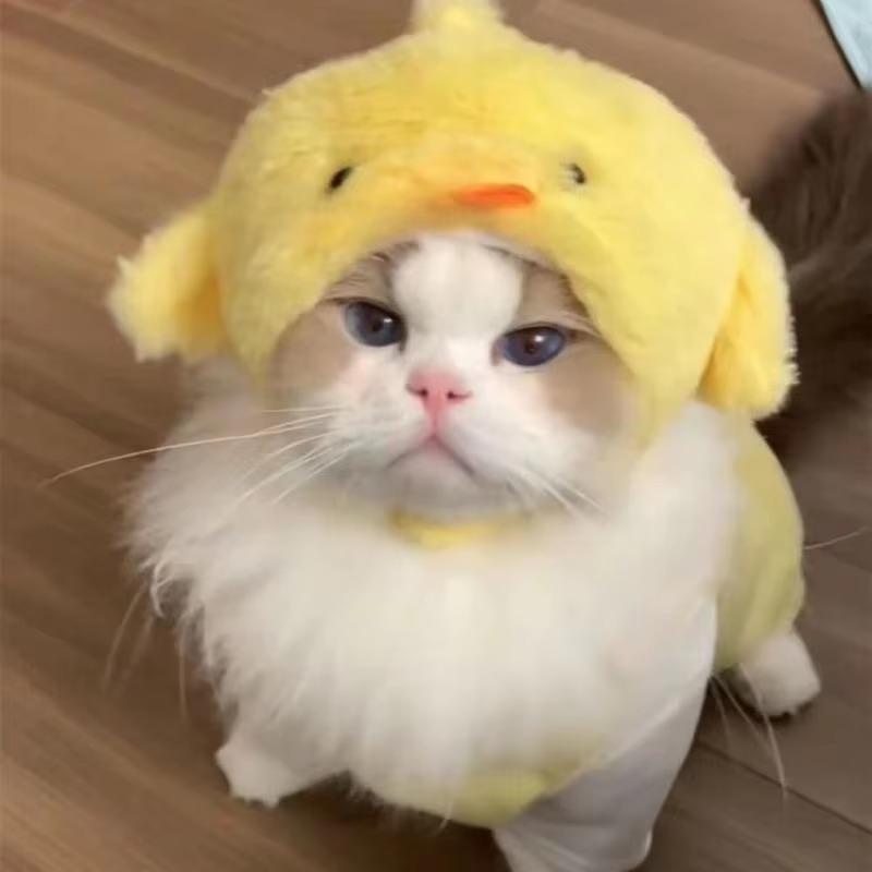 

Fun and Playful Cat Headpieces Make Your Furry Friends Stand Out From The Crowd 1pc