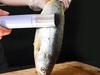 Fish Scaler (120)