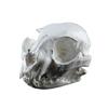 Realistic Cat Skull, Resin Skeleton Head Scale Model Decorations, Skull Statue for Home Decor Halloween Decoration Crafts