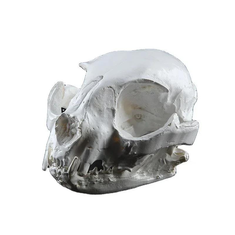 Realistic Cat Skull, Resin Skeleton Head Scale Model Decorations, Skull Statue for Home Decor Halloween Decoration Crafts