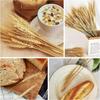50pcs Rustic Dried Wheat Stalks DIY Craft Dried Flowers Dry Wheat Spikes  Christmas Decoration