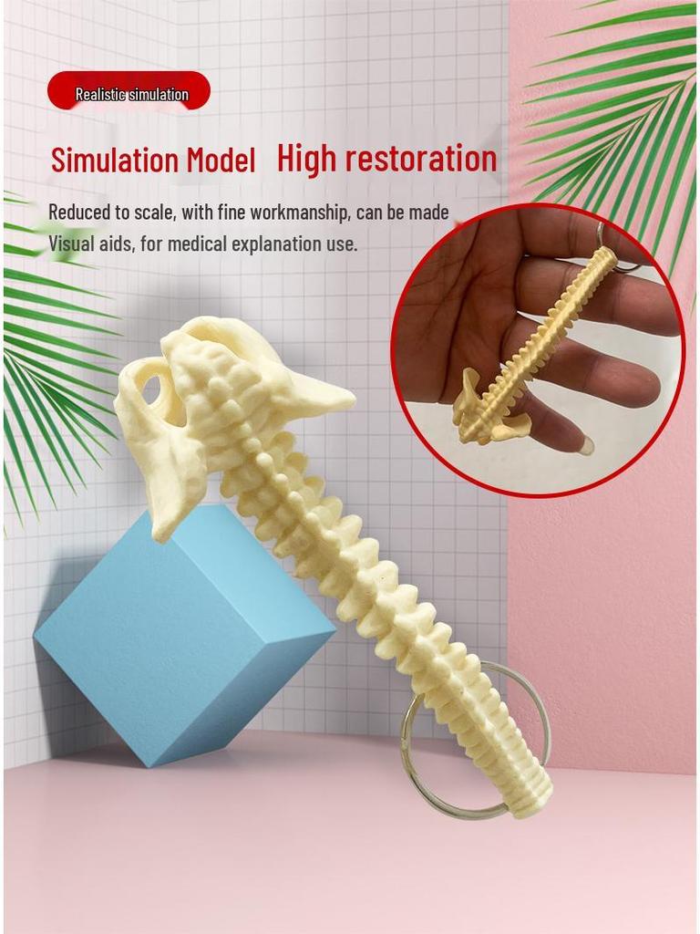 Portable Human Spine Model Keychain - Creative Small Skeleton for Biology Teaching