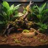 Tortoise Water Basin Easy to Clean Reptile Feeding Dish Corner Food and Water Dish Long-Lasting Terrarium Accessory Anti-Tipping
