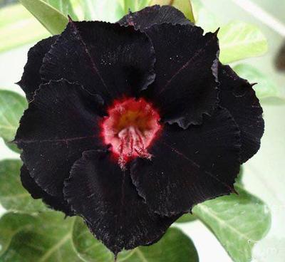 5 Seeds of ADENIUM OBESUM "black" "Desert Rose" Fresh Seeds