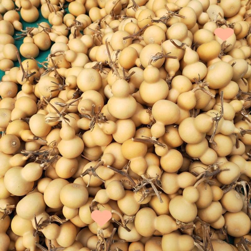 

Золотой Твист Ли Вэньвань Кулон из Натуральной Горлянки - Маленькая Карманная Бутиковая Вещь 10 pieces (4-7cm Dragon Head Random)