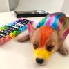 12Pcs Pet Hair Dye Stick Dog Hair Dye Paint Temporary Markers Safe Hair Color Painting Styling Stick Pet Supplies
