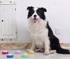 Pet Talking Button - Dog Communication and Training Toy with Recording and CE Certification