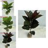Pflanze Künstlich Realistisch Ficus Elastica Blatt Laub Heim Hochzeit Büro Dekor