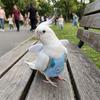 Breathable Bird Flight Suit Escape Proof Bird Training Gear Parrot Flying Harness  Bird Walking