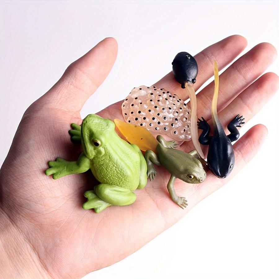 Conjunto de 5 Figuras do Ciclo de Vida do Sapo Modelos Realistas de Plástico das Fases de Crescimento Decoração de Casa Display Colecionáveis Auxílio de Aprendizagem JXB