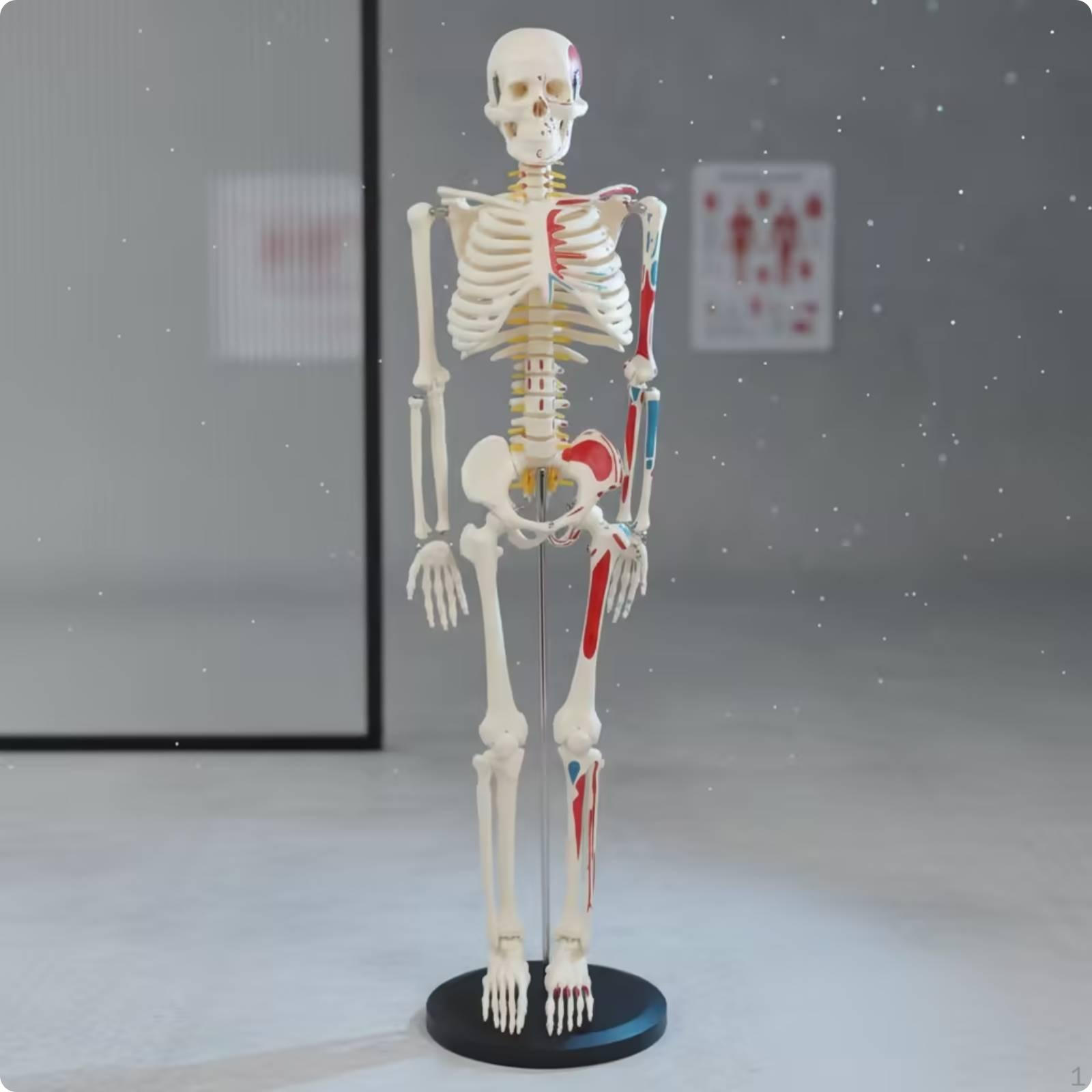 Medical Structural Skeleton Model Educational Teaching