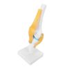 Modelo de Rodilla PVC Tamaño Real Anatomía de la Rodilla Modelo Educativo para Educación Científica Demostraciones en el Aula