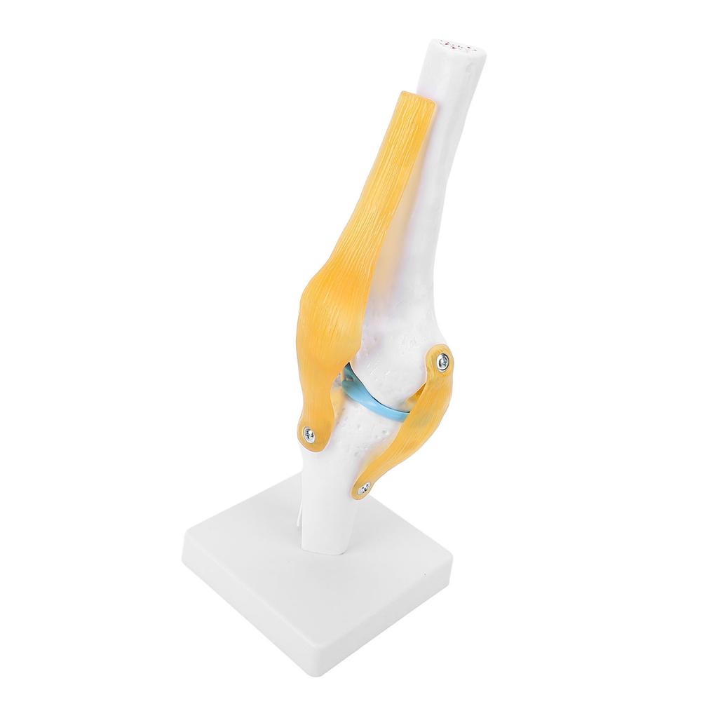 Modelo de Rodilla PVC Tamaño Real Anatomía de la Rodilla Modelo Educativo para Educación Científica Demostraciones en el Aula