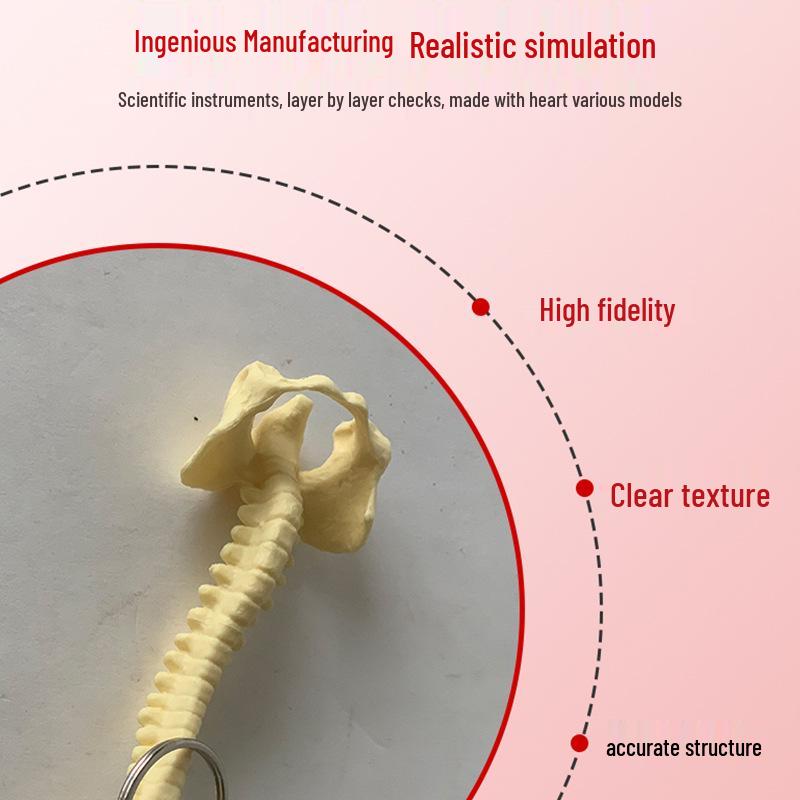Portable Human Spine Model Keychain - Creative Small Skeleton for Biology Teaching