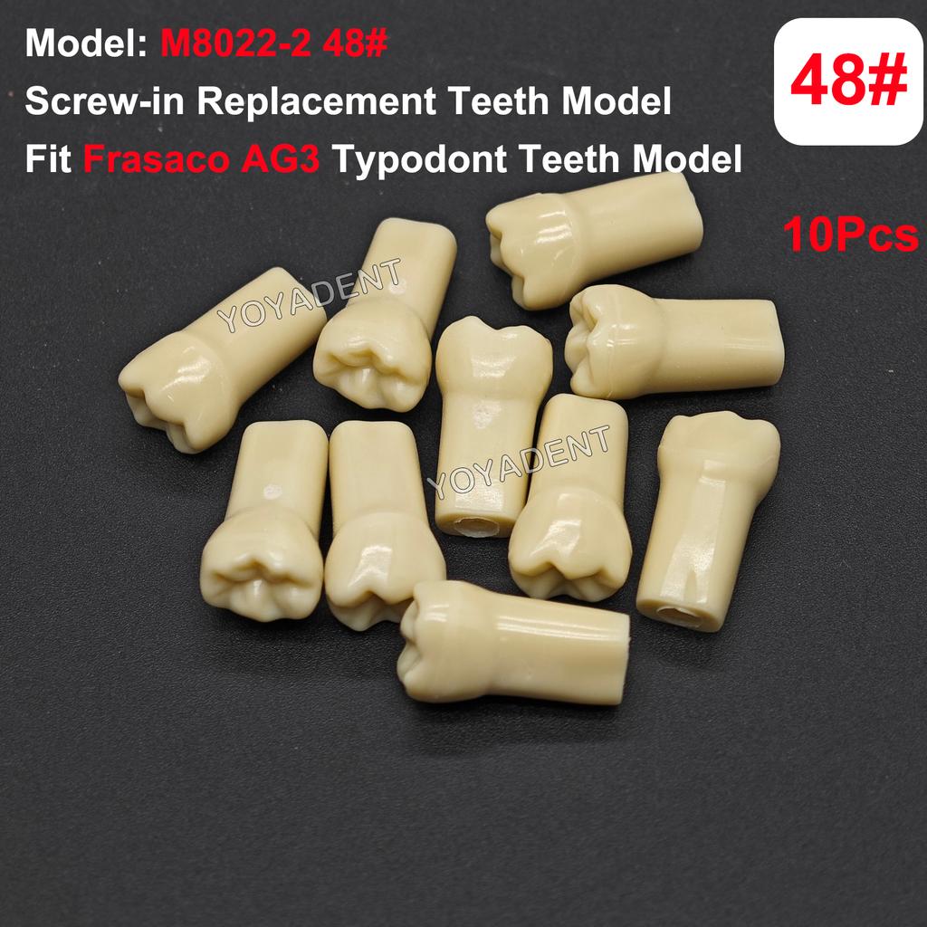 Fit Frasaco AG3 Typodont Dental Teeth Model Full teeth 32Pcs Screw-in Practice Filling Soft Gum Gingivae Teeth Training Teach