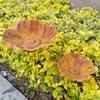 Flower Shape Metal Bird Bath Rusted Vintage Handcrafted Garden Birdbath Iron Art Rust-resistant Flower Garden Stake