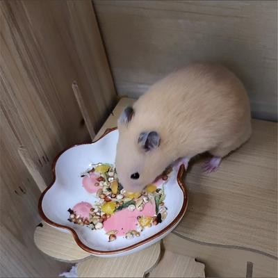 Voor dieren – Knaagdieren