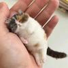 Handmade Cat Wool Needle Felting Kit Beginner Friendly Handmade DIY Material Bag  Beginner Craft