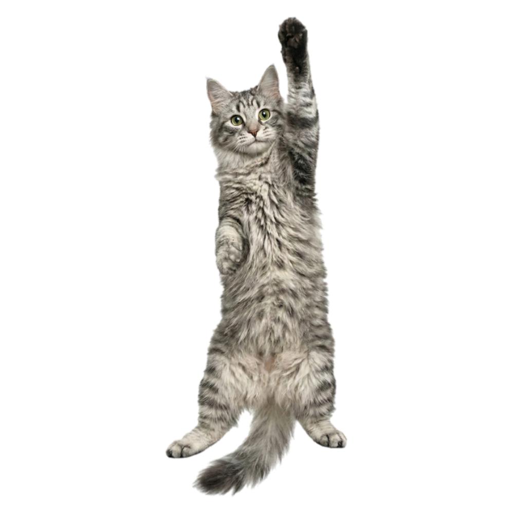 3D Cat Cat-shaped Unisex's Tie Animal Pattern Novelty Kitten Necktie Lifelike Satin Fabric Creative Neck Tie For Party Wedding