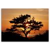 Canvas Print, Tree by the Sea At Sunset