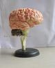 4DMaster Human Anatomy Brain Structure Model