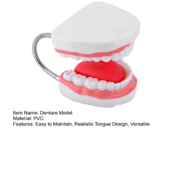 6X Enlarged Dental Teaching Model with Tongue Removable Teeth for Brushing Practice PVC Oral Demo Tool for Kids Students