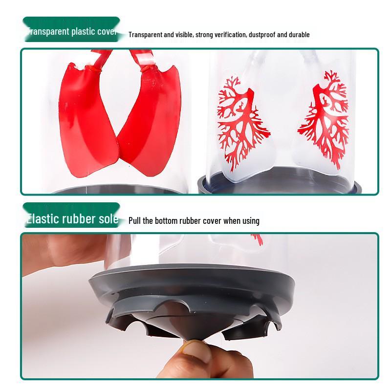 Large Lung and Diaphragm Simulator for Teaching Respiration and Gas Exchange